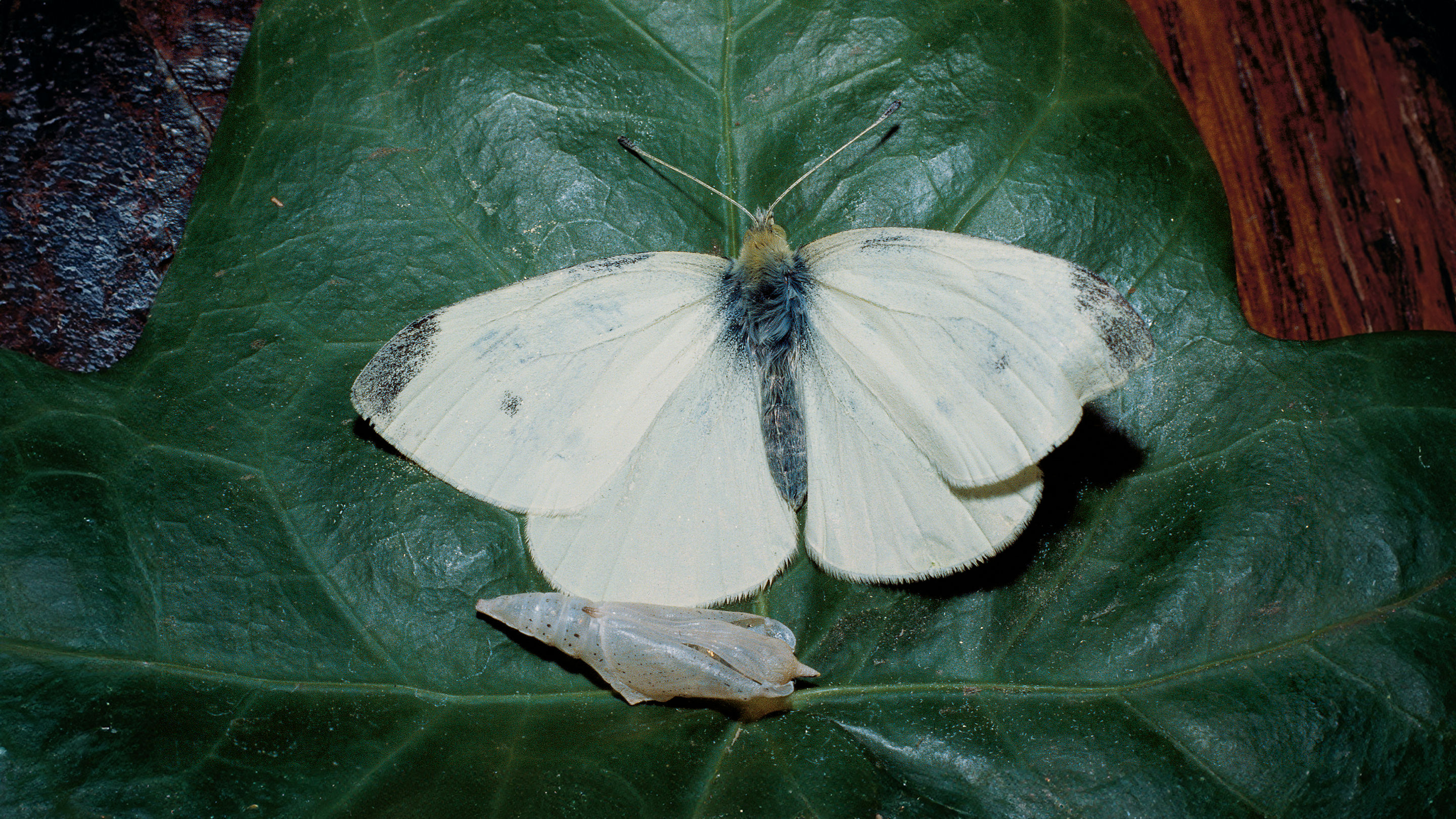 Fluturele alb al verzei. Pieris brassicae L.